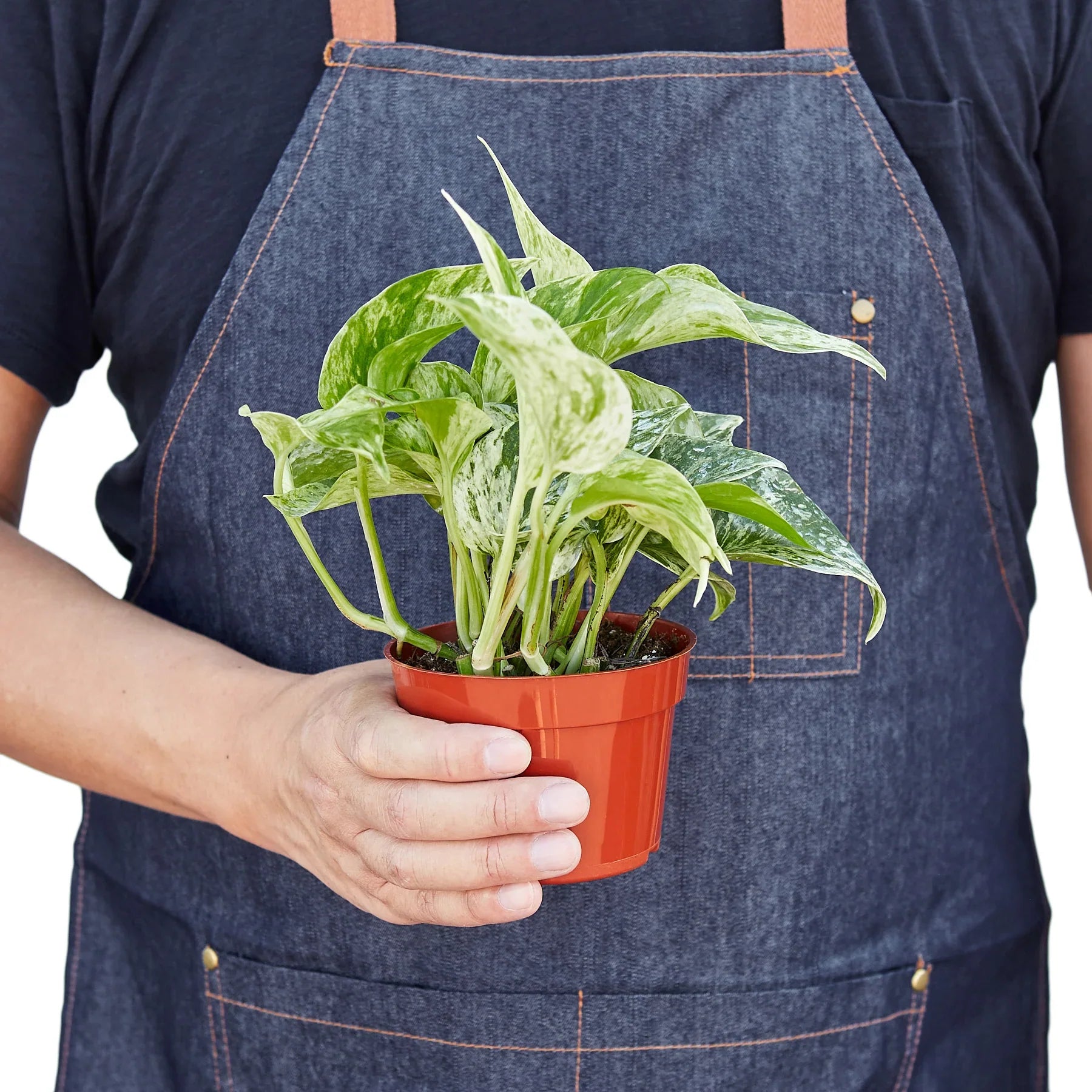 Pothos 'Marble Queen' – view 3