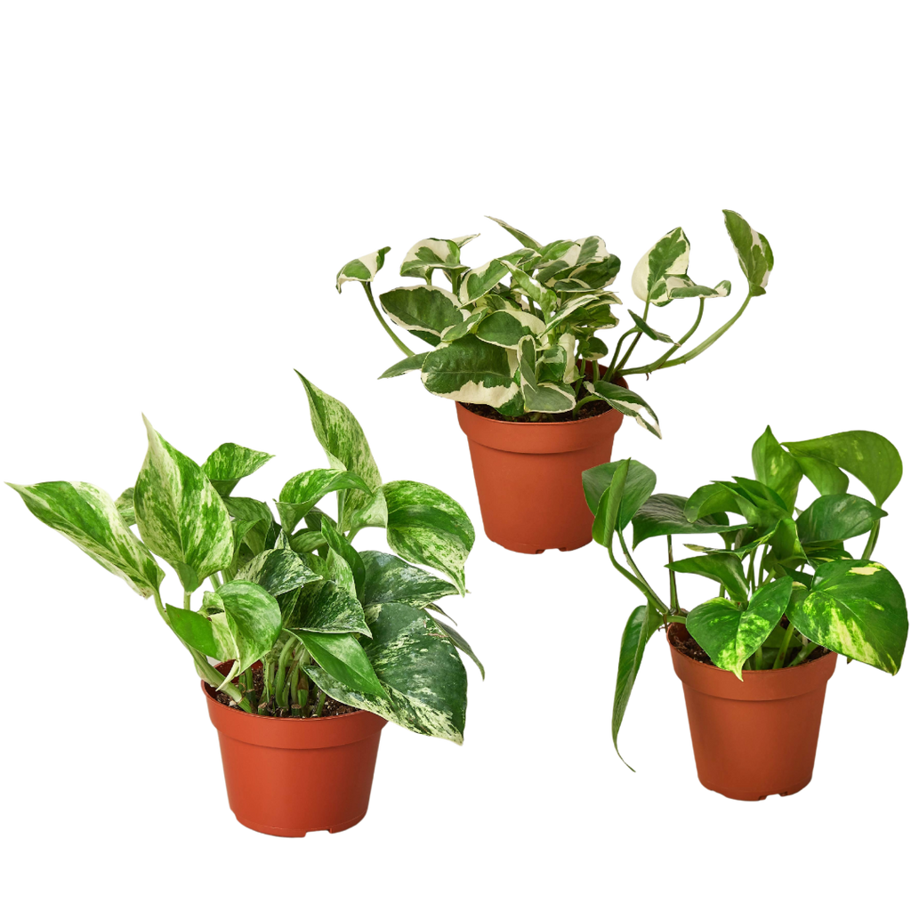 3 Pothos Variety Pack - 4” Pots
