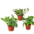 3 Pothos Variety Pack - 4” Pots