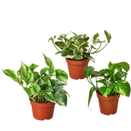 3 Pothos Variety Pack - 4” Pots
