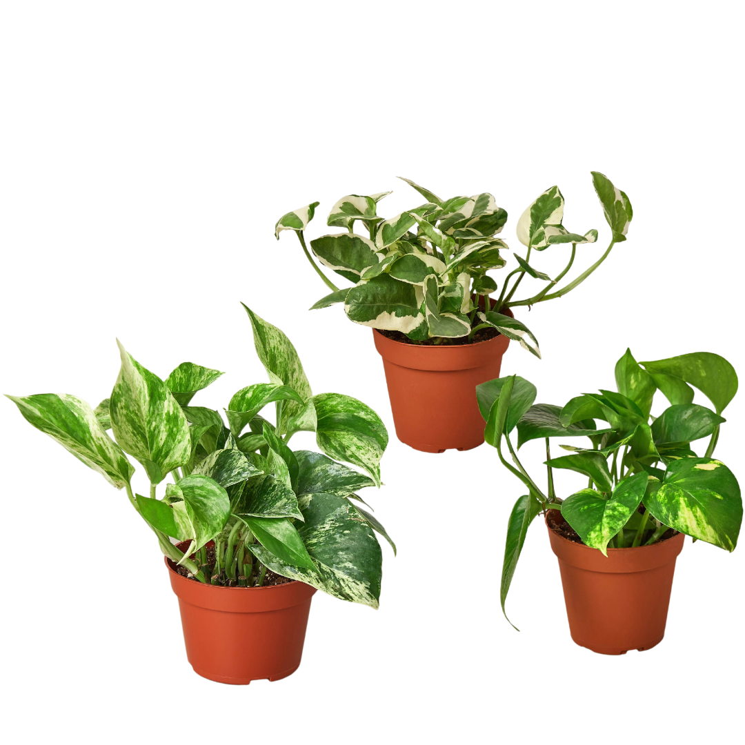3 Pothos Variety Pack - 4” Pots