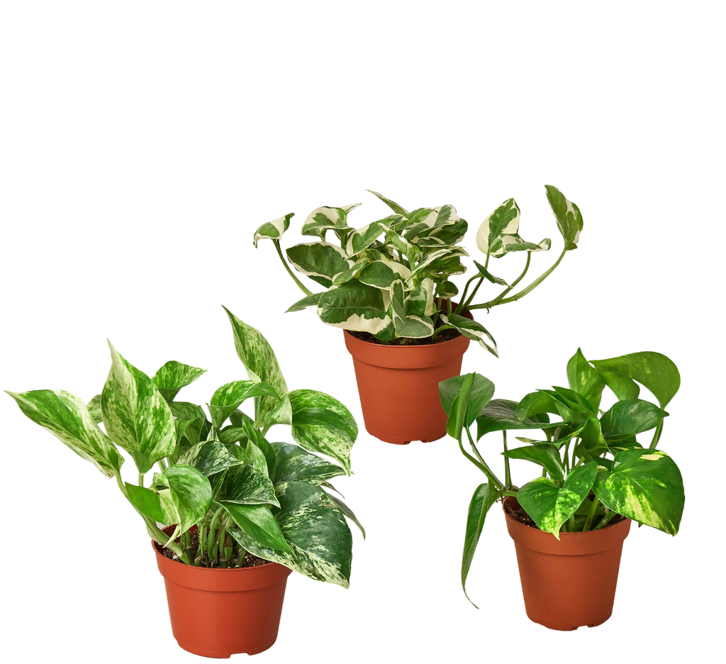 3 Pothos Variety Pack - 4” Pots