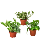 3 Pothos Variety Pack - 4” Pots