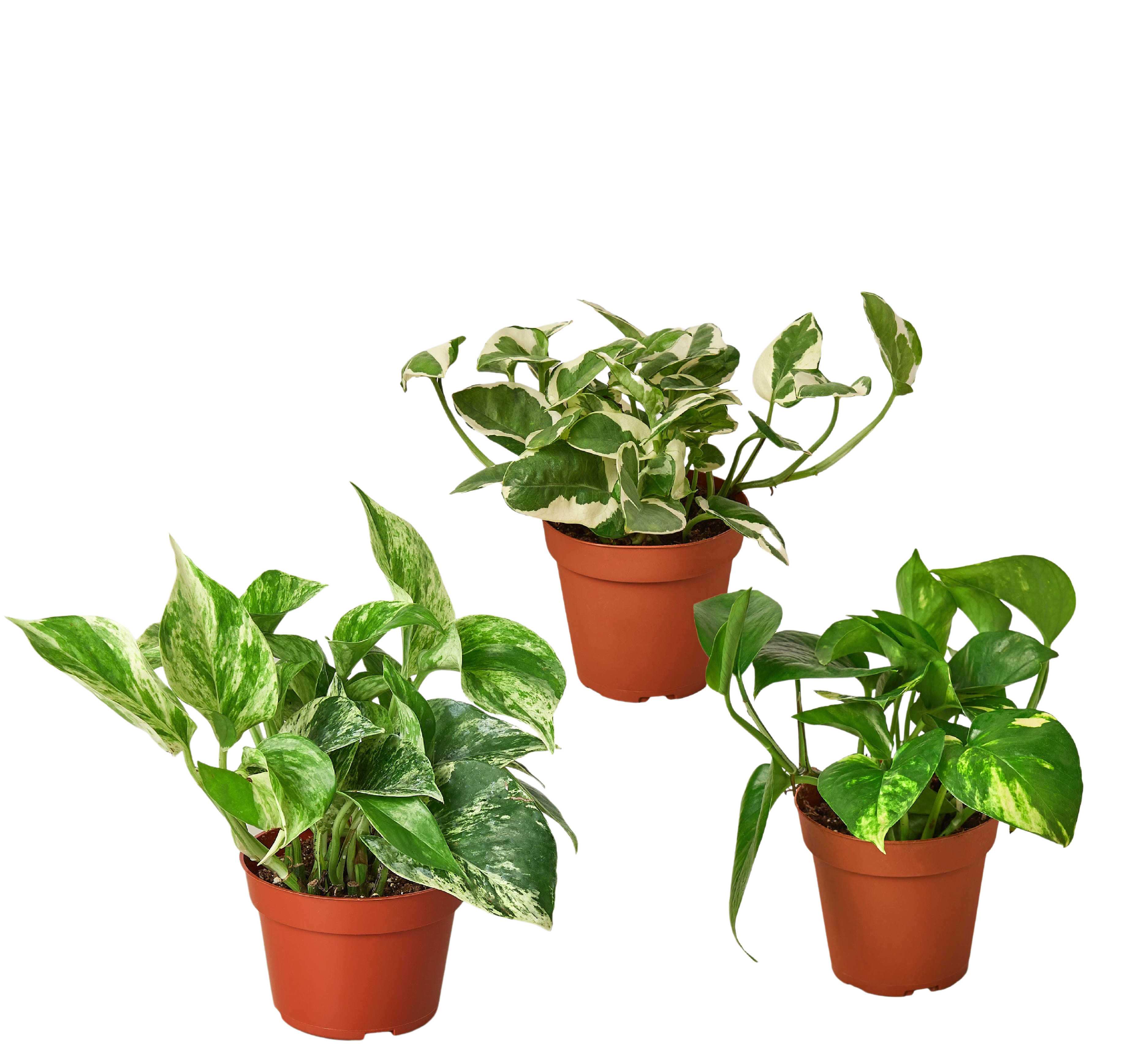 3 Pothos Variety Pack - 4” Pots