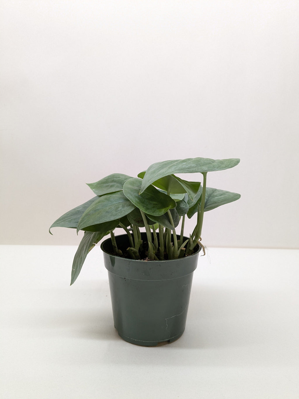 Scindapsus Platinum Java – view 3