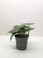Scindapsus Platinum Java – view 3