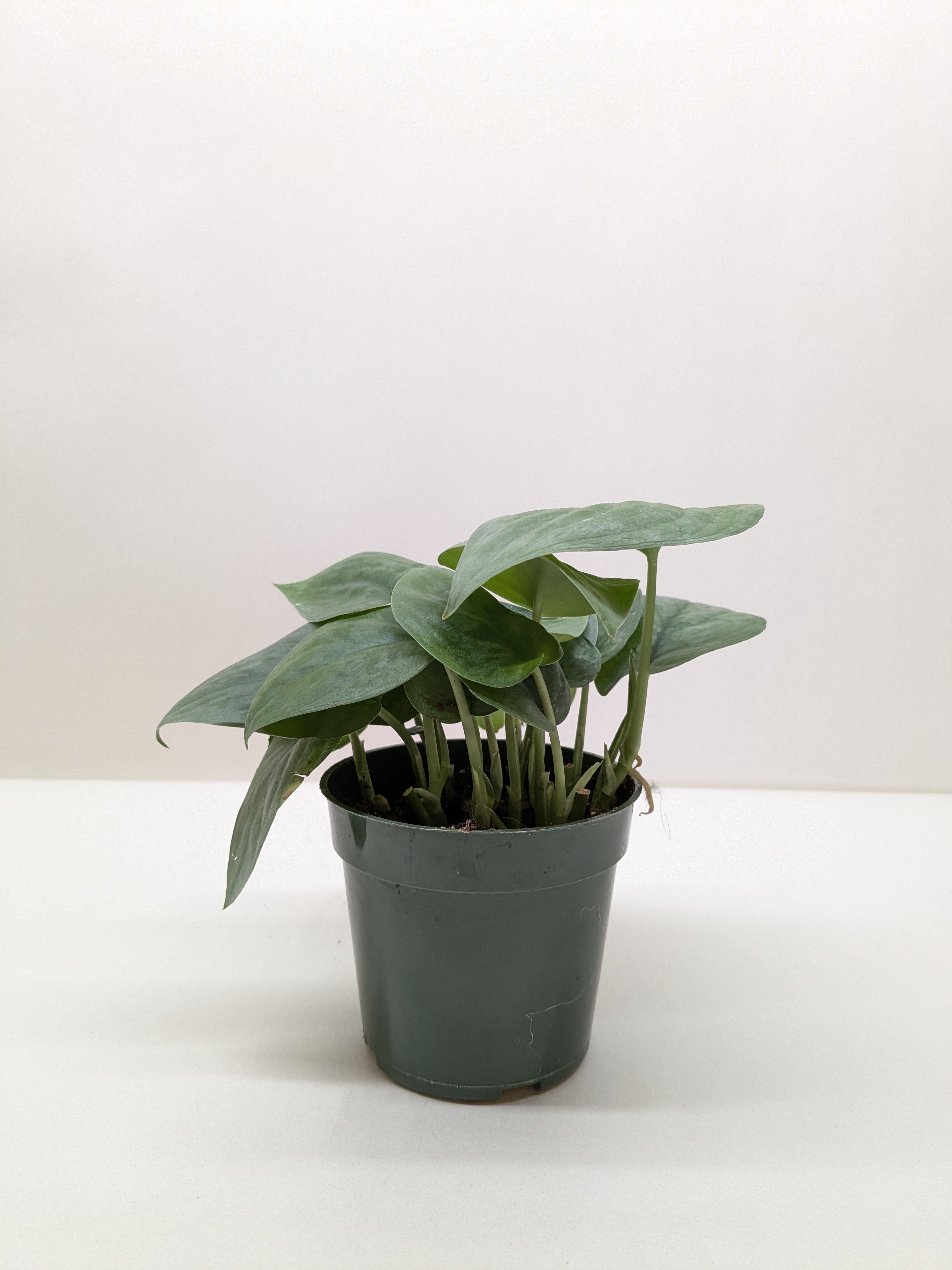 Scindapsus Platinum Java – view 3