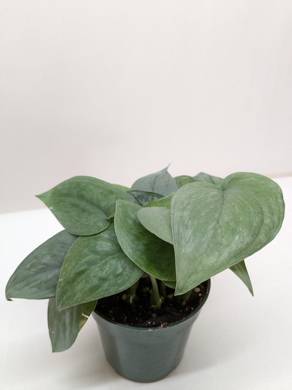 Scindapsus Platinum Java – view 2