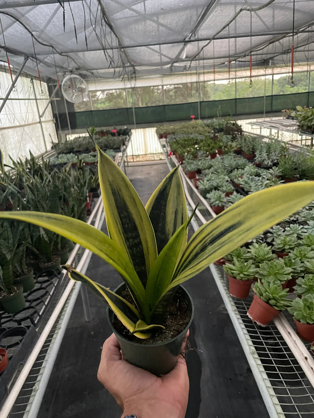 Snake 'Gold Flame' – view 2