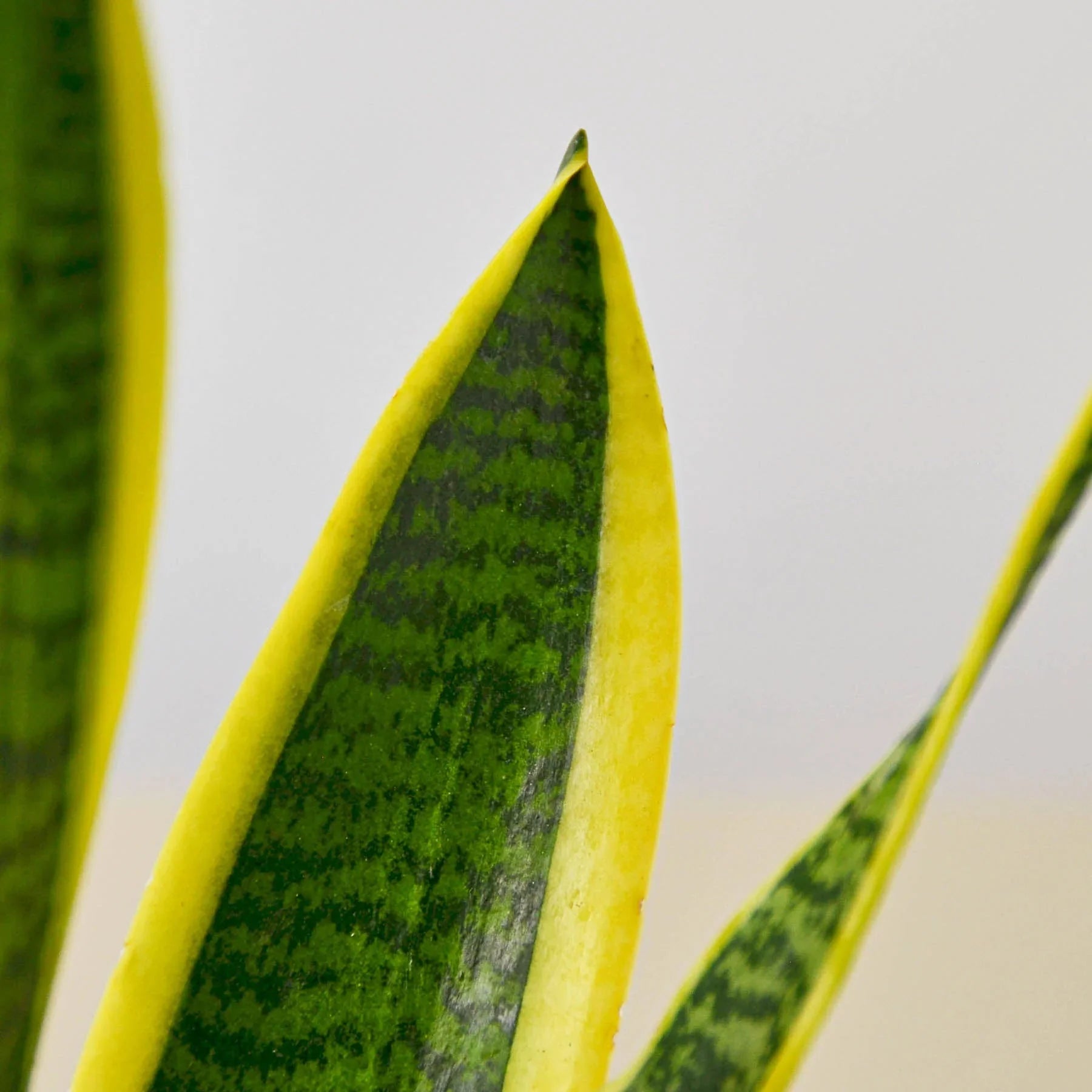 Snake Plant Laurentii – view 2