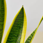 Snake Plant Laurentii – view 2