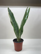 Snake Plant 'Sayuri' – view 5