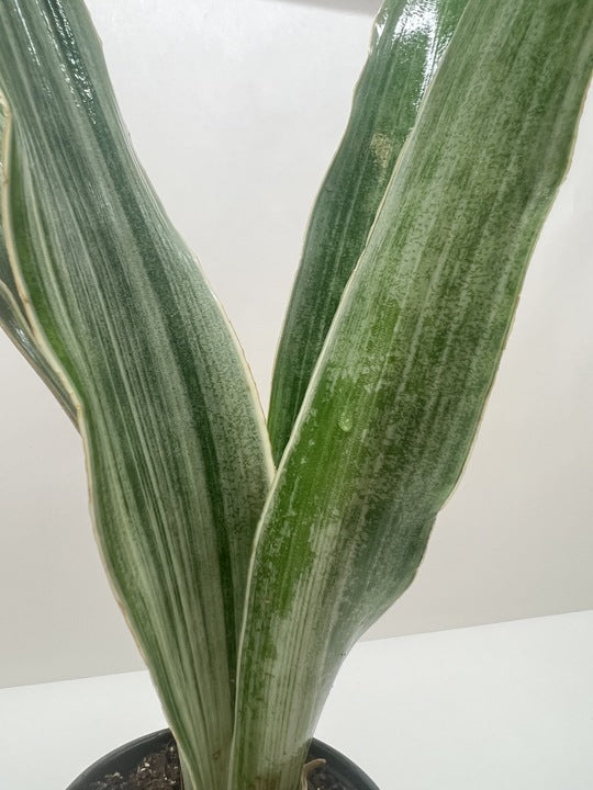 Snake Plant 'Sayuri' – view 6