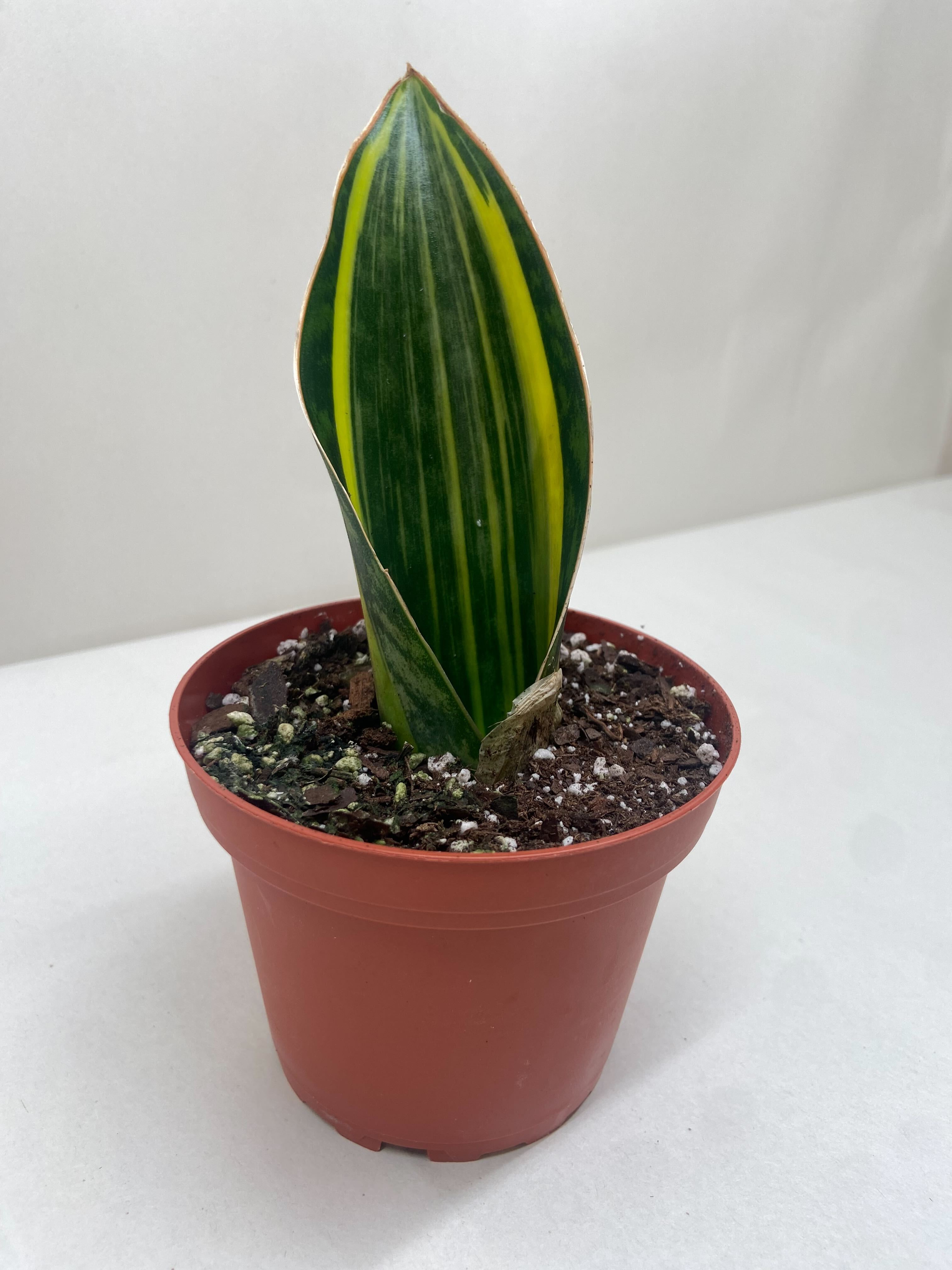 Variegated Shark Fin Snake Plant – view 4