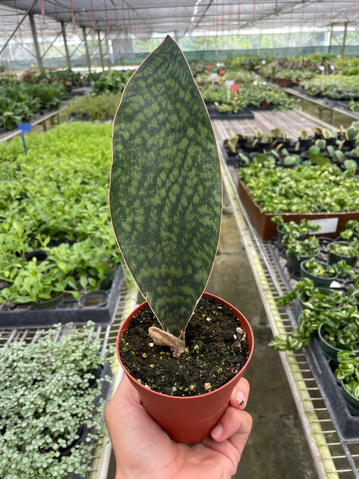 Shark Fin Snake Plant – view 5
