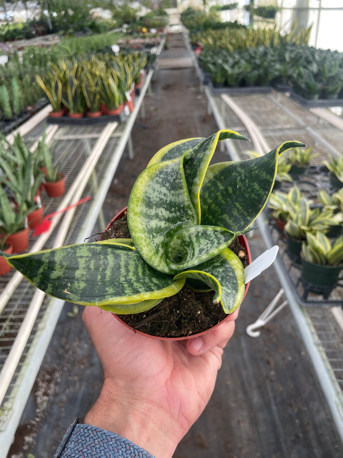 Snake Plant Twist – view 5