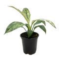 Spathiphyllum Jessica