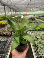 Spathiphyllum 'Platinum Mist' – view 2