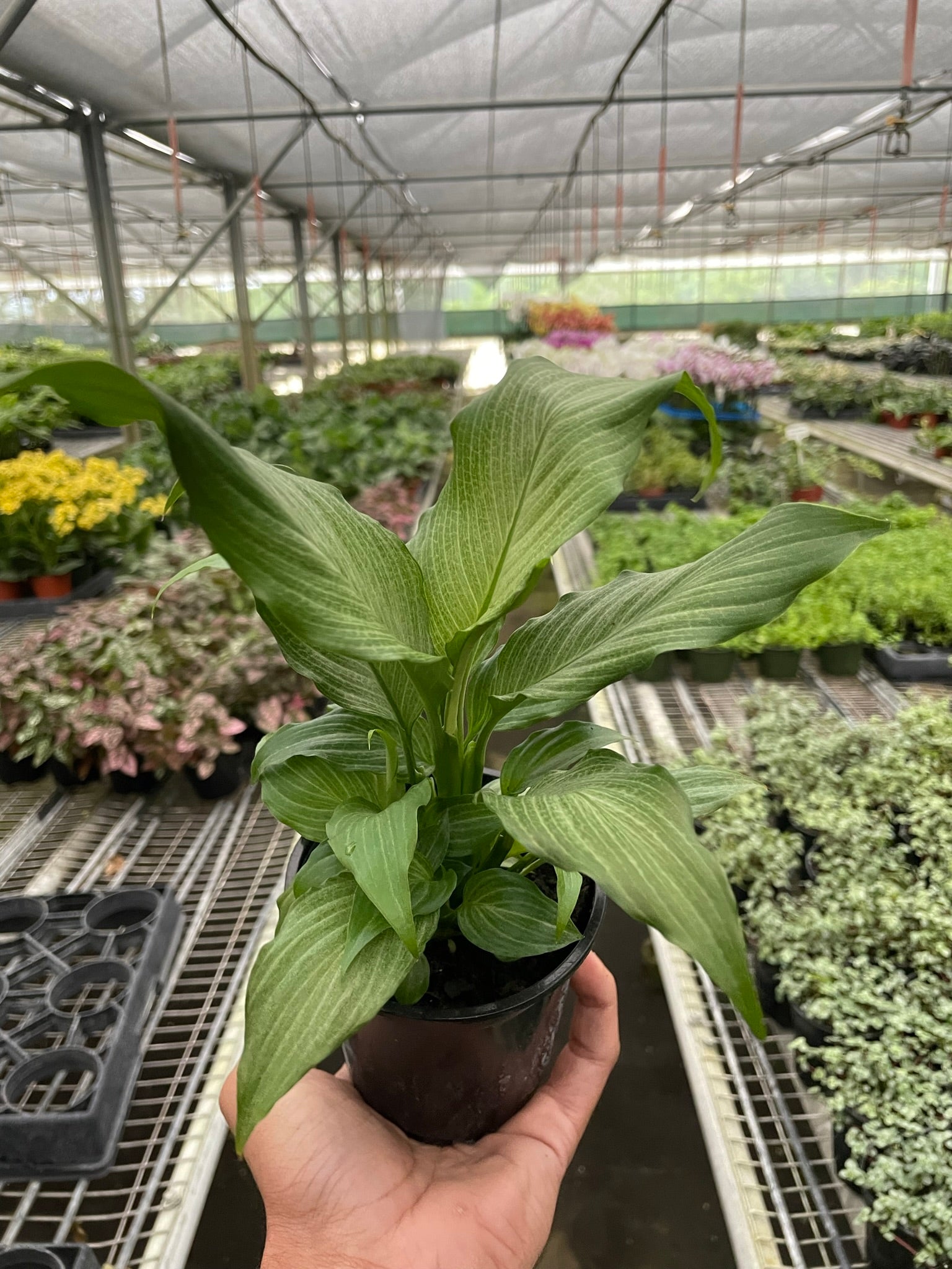 Spathiphyllum 'Platinum Mist' – view 2