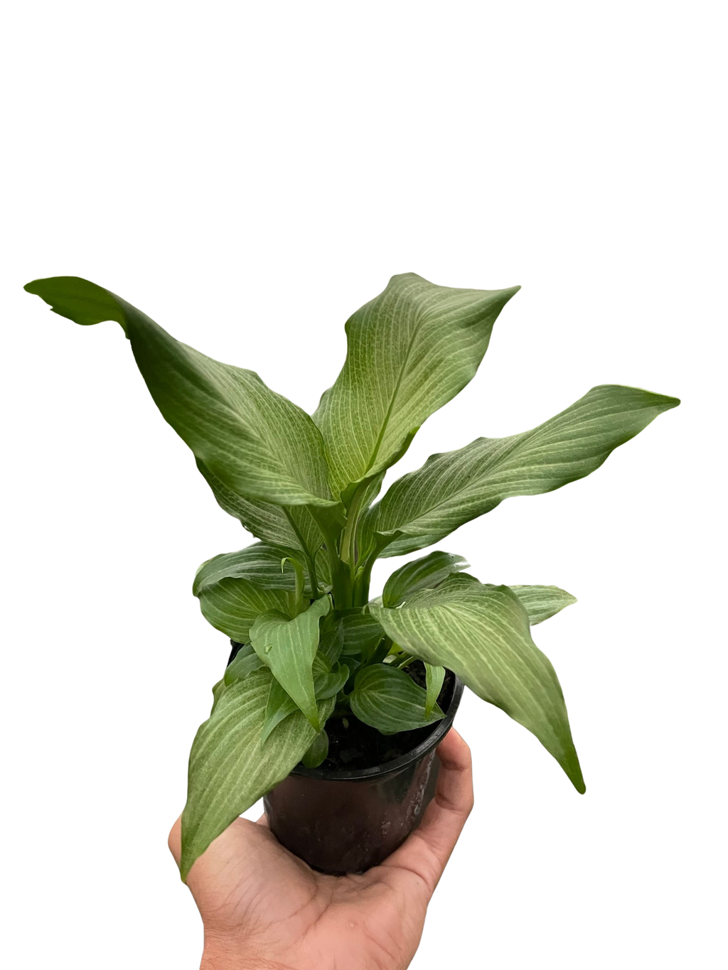 Spathiphyllum 'Platinum Mist' – view 3