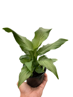 Spathiphyllum 'Platinum Mist' – view 3