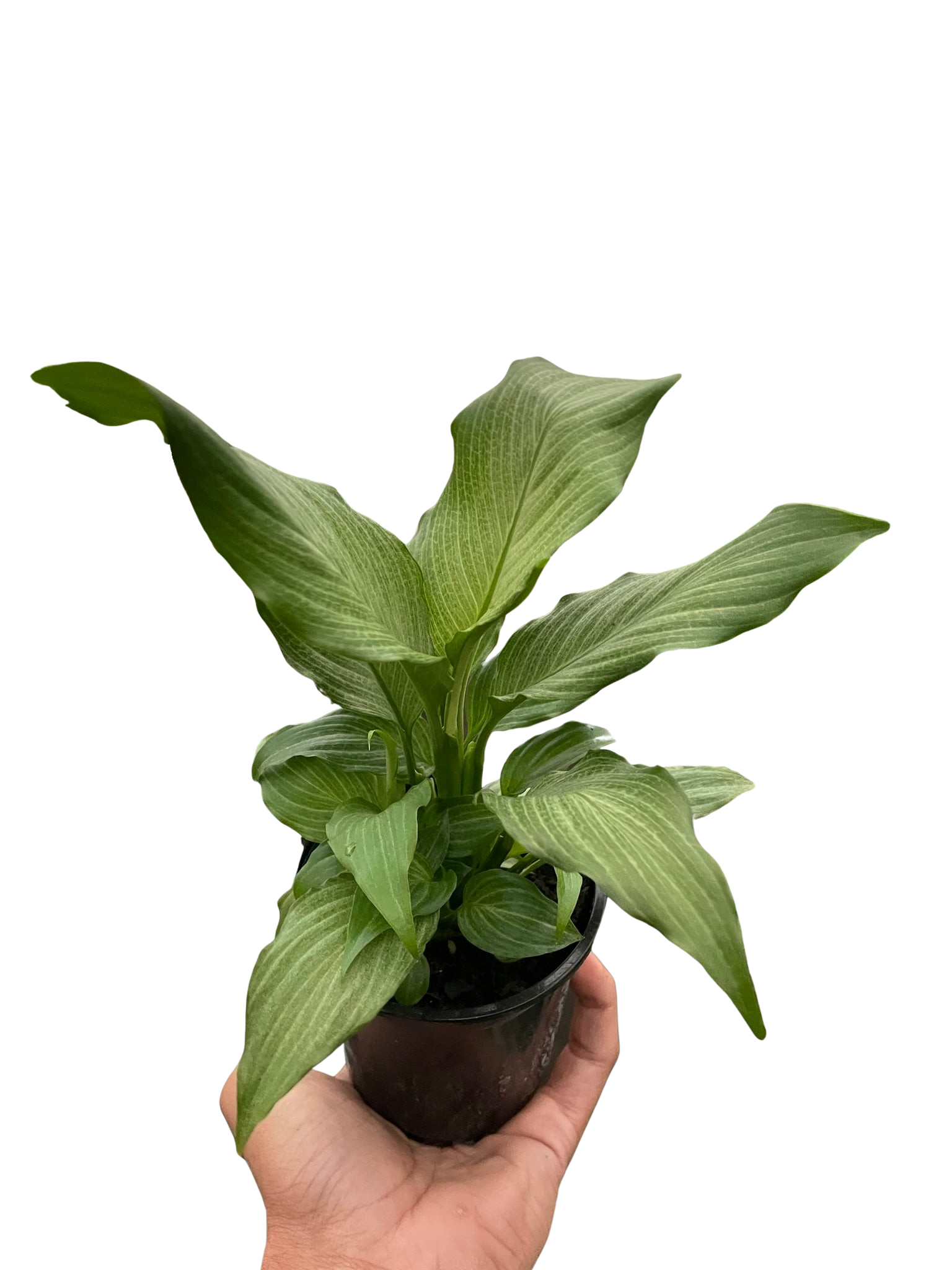 Spathiphyllum 'Platinum Mist' – view 3