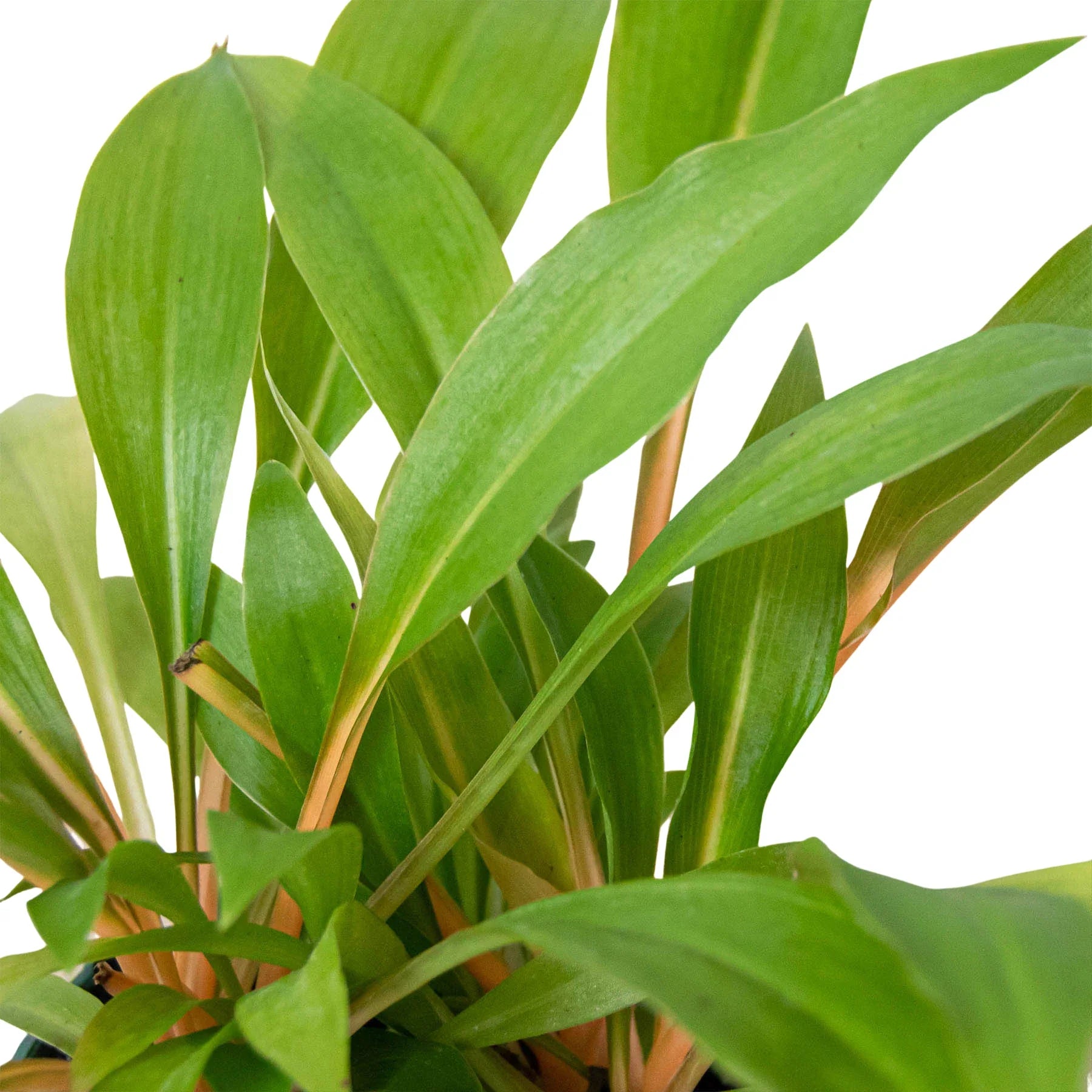 Spider Plant 'Fire Flash' – view 2