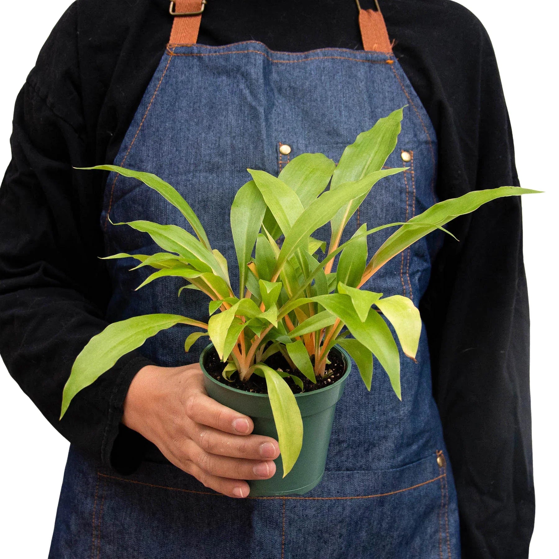 Spider Plant 'Fire Flash' – view 3