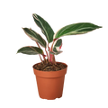 Stromanthe Triostar