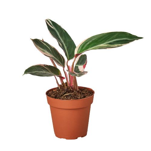 Stromanthe Triostar