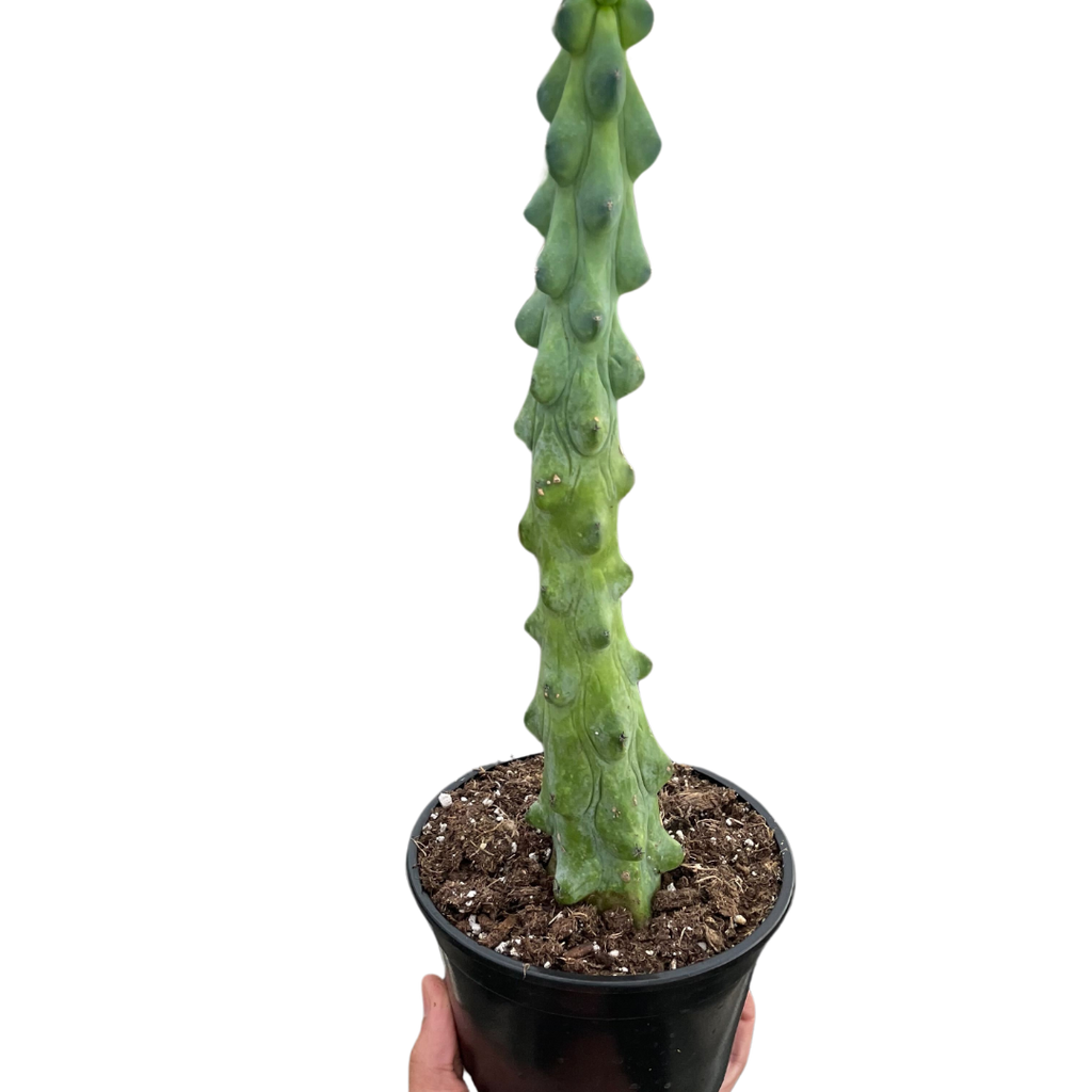 Boobie Cactus Live Plant
