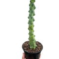 Boobie Cactus Live Plant