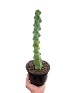 Boobie Cactus Live Plant