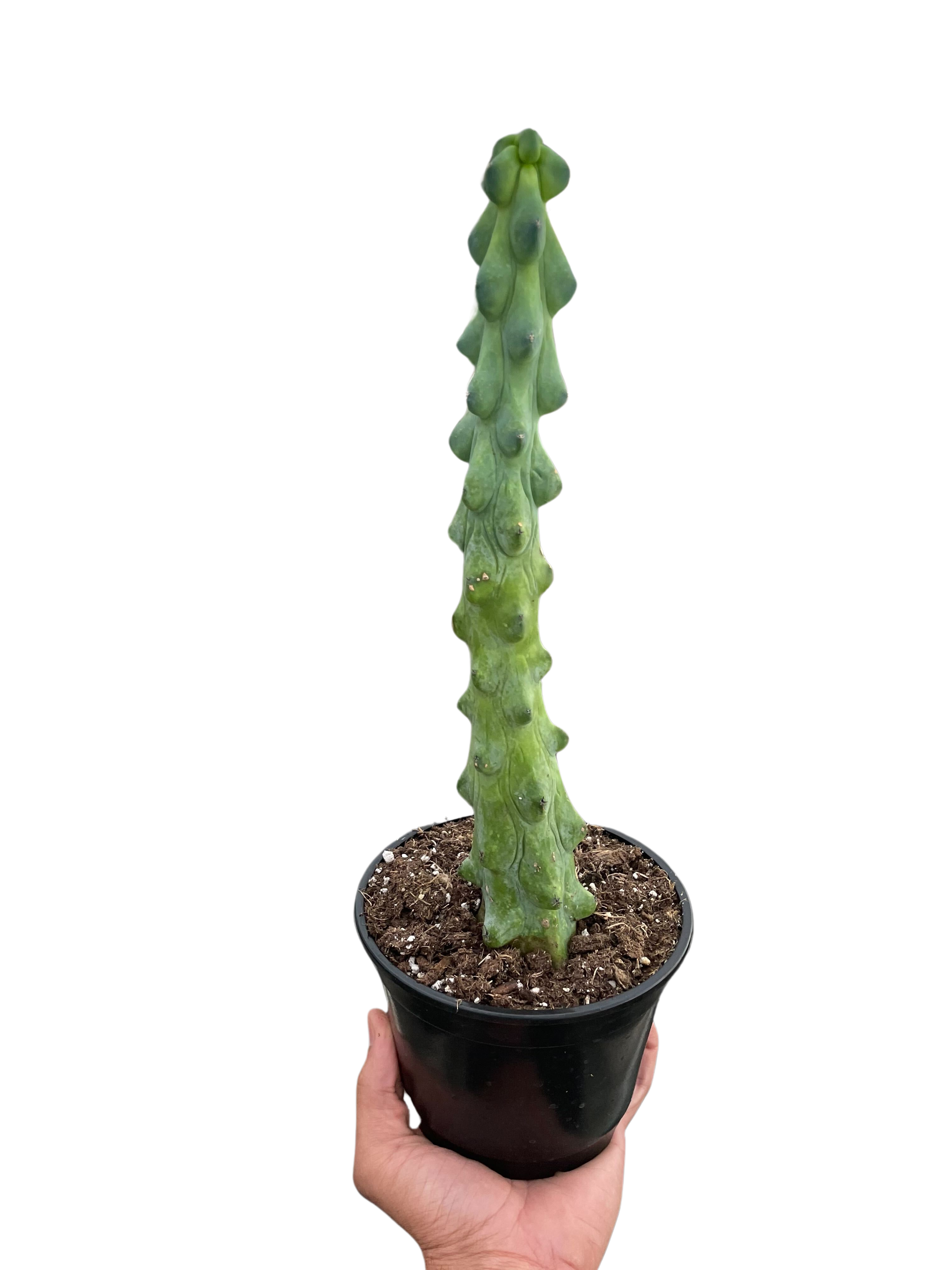 Boobie Cactus Live Plant