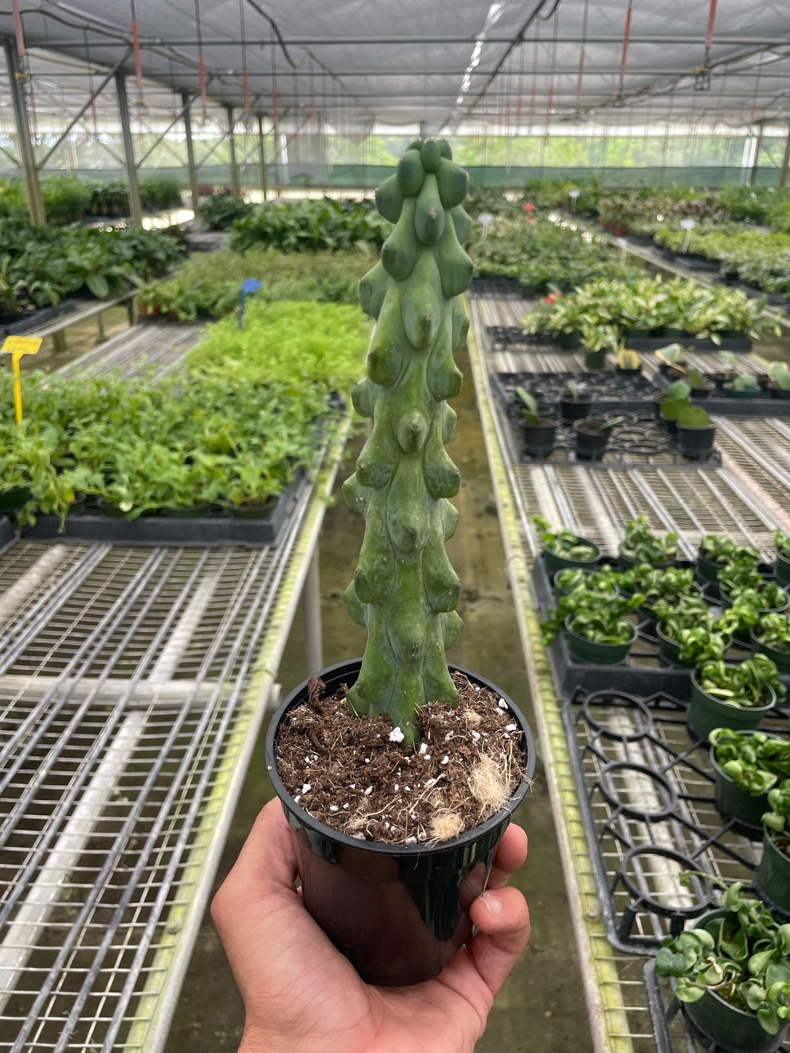 Boobie Cactus Live Plant