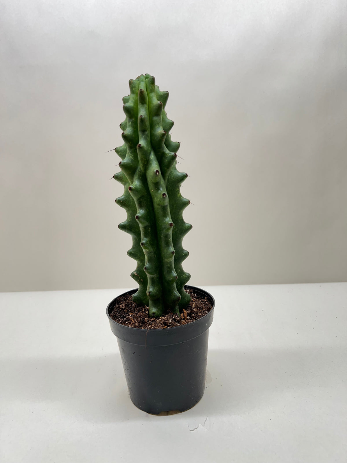 Succulent Cactus Ghost White Boobie – view 3