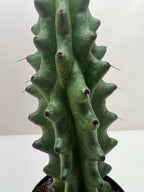 Succulent Cactus Ghost White Boobie – view 4