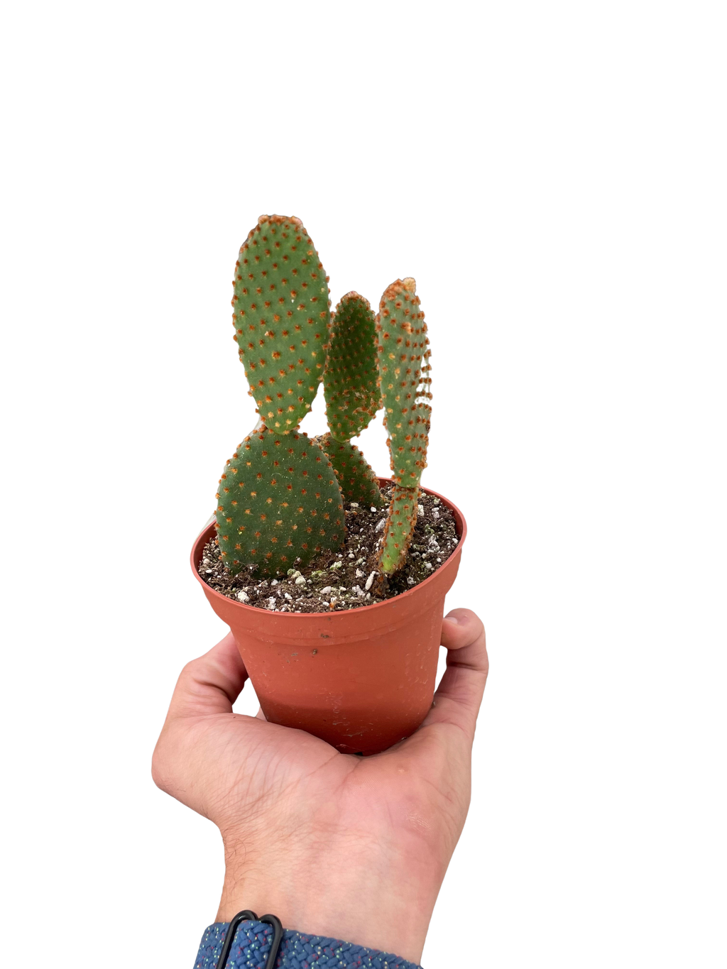 Opuntia 'Microdasys' (Bunny Ear Cactus) – view 3