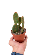 Opuntia 'Microdasys' (Bunny Ear Cactus) – view 3
