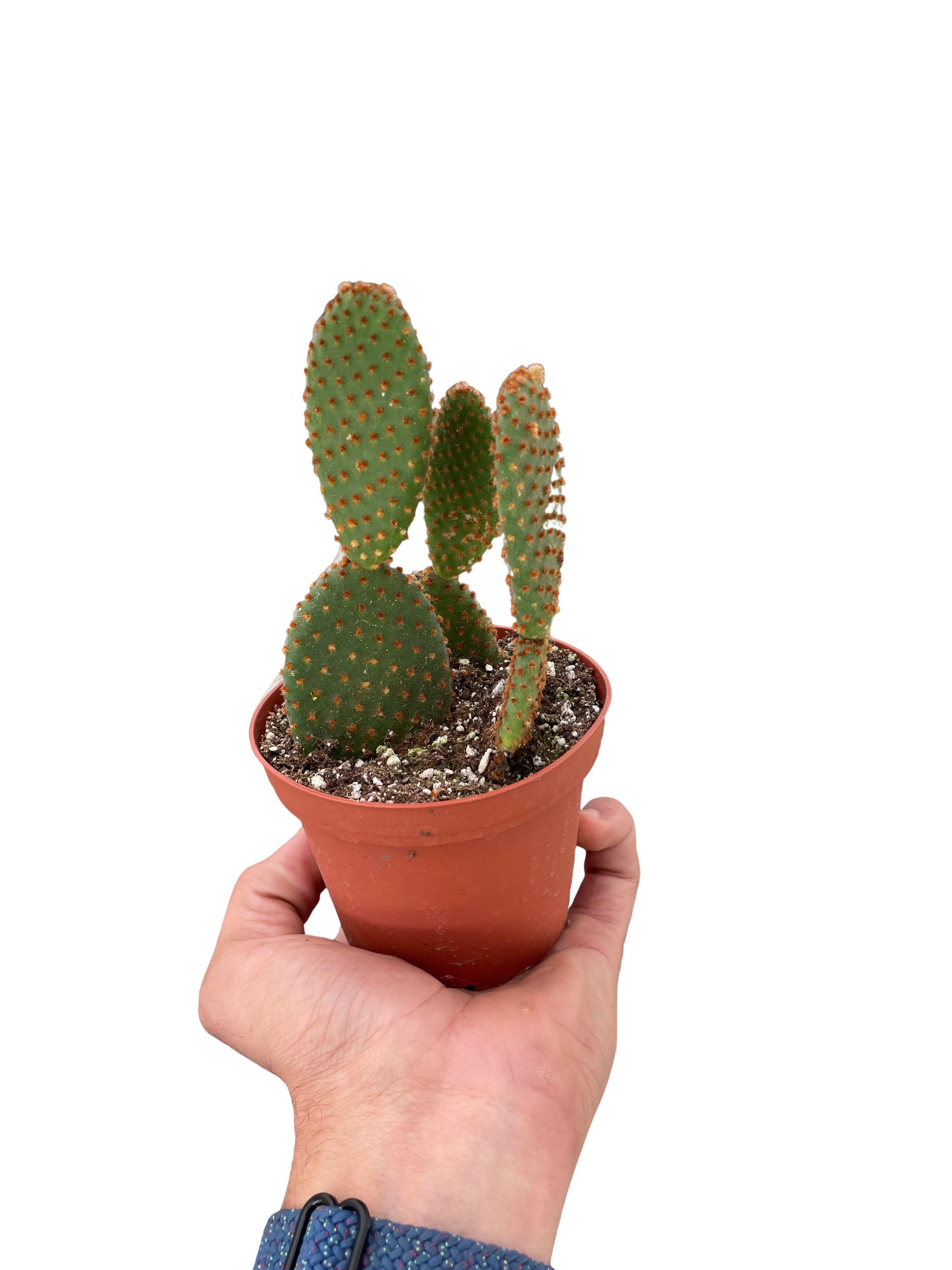 Opuntia 'Microdasys' (Bunny Ear Cactus) – view 3