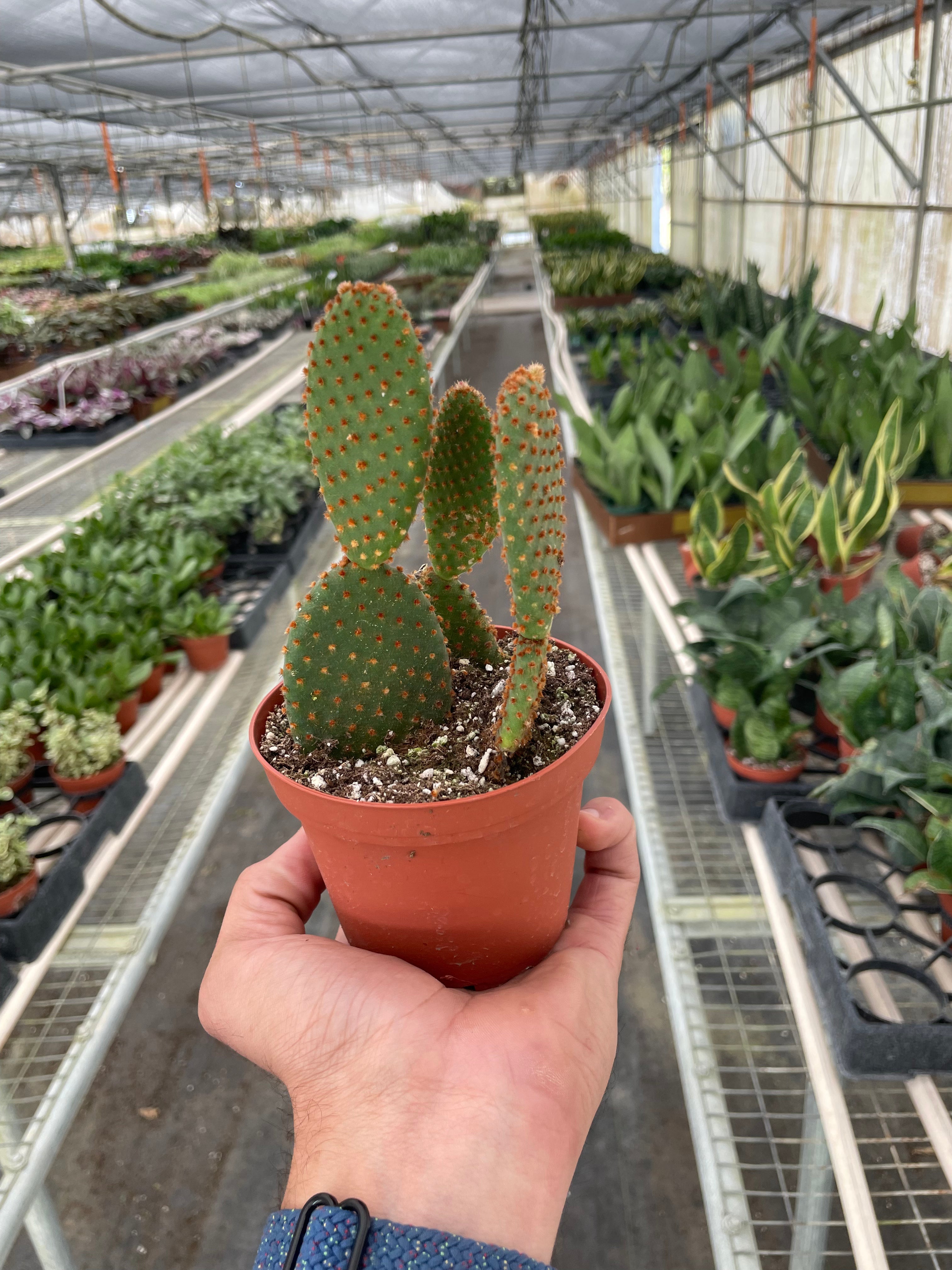 Opuntia 'Microdasys' (Bunny Ear Cactus) – view 2