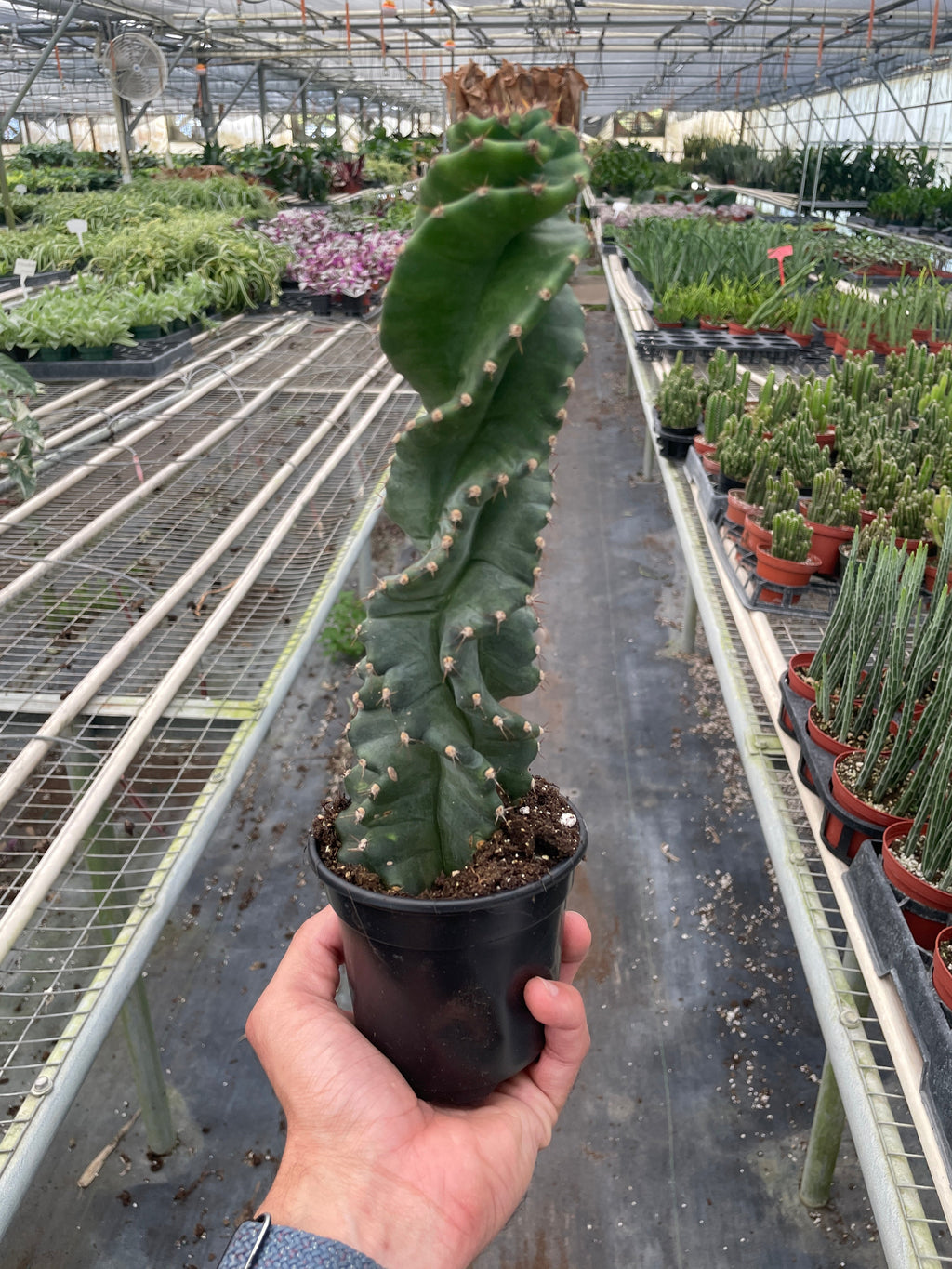 Cereus forbesii 'Spiralis' – view 3