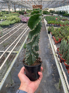 Cereus forbesii 'Spiralis' – view 3
