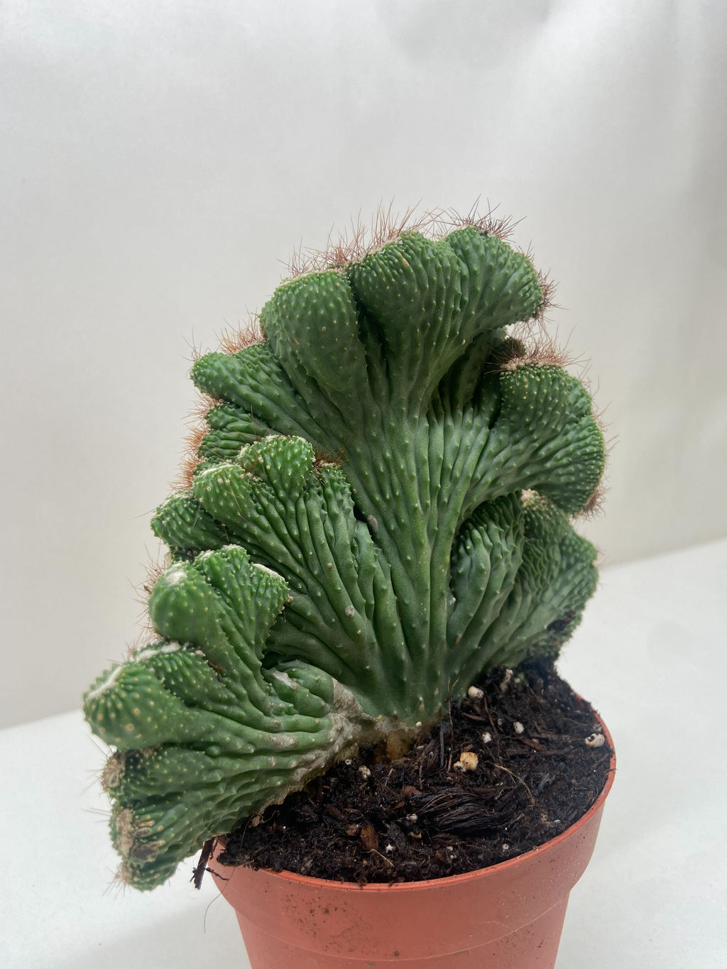 Succulent Cereus Coral Green – view 3