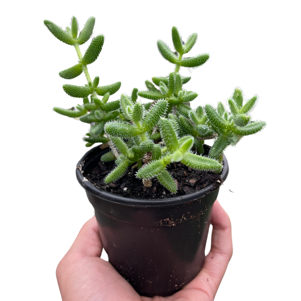 Delosperma echinatum 'Pickle Plant' – view 3
