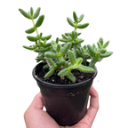 Delosperma echinatum 'Pickle Plant' – view 3