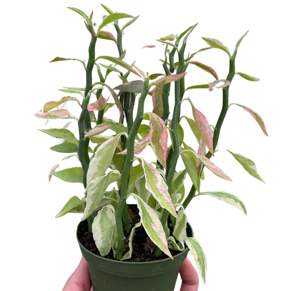 Variegated Devil's Backbone Euphorbia Live Plant
