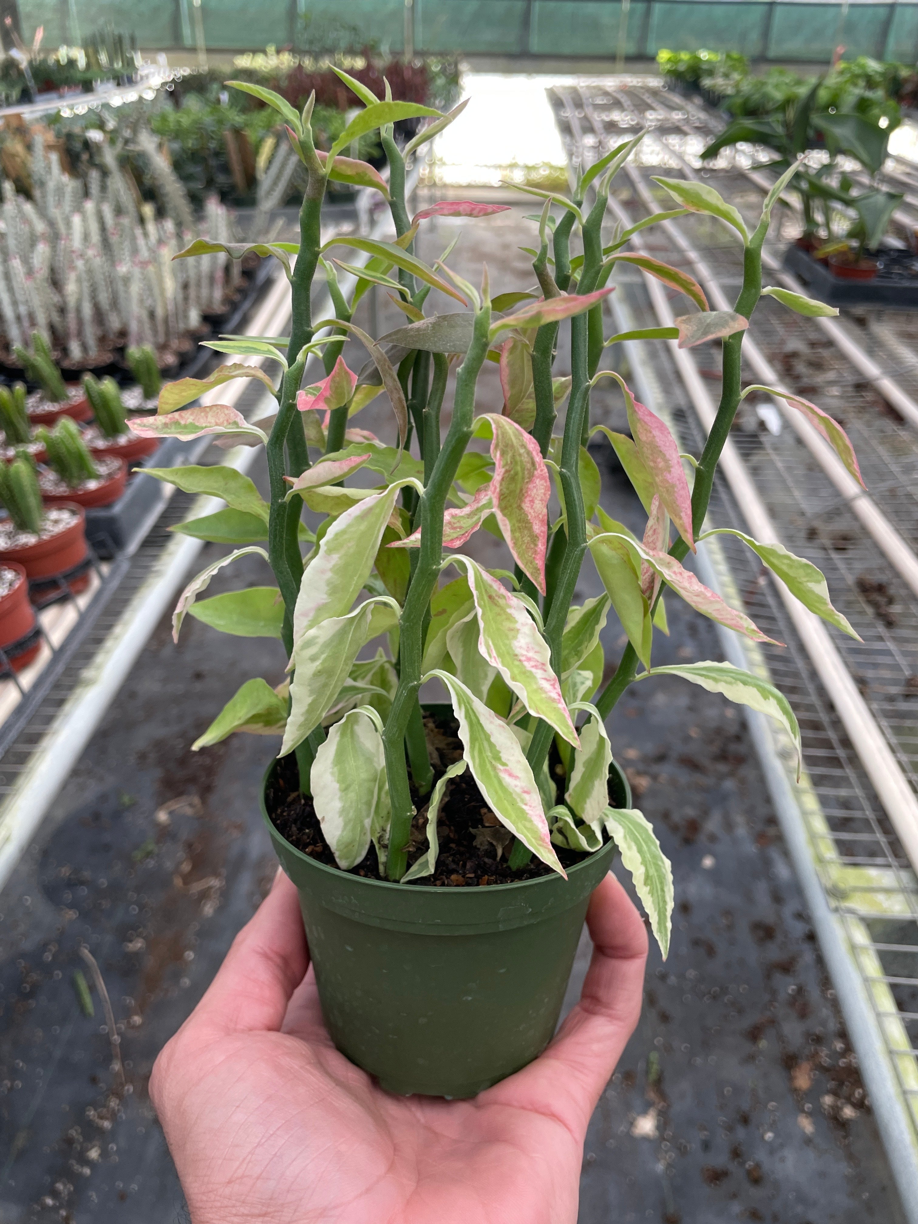 Variegated Devil's Backbone Euphorbia – view 3