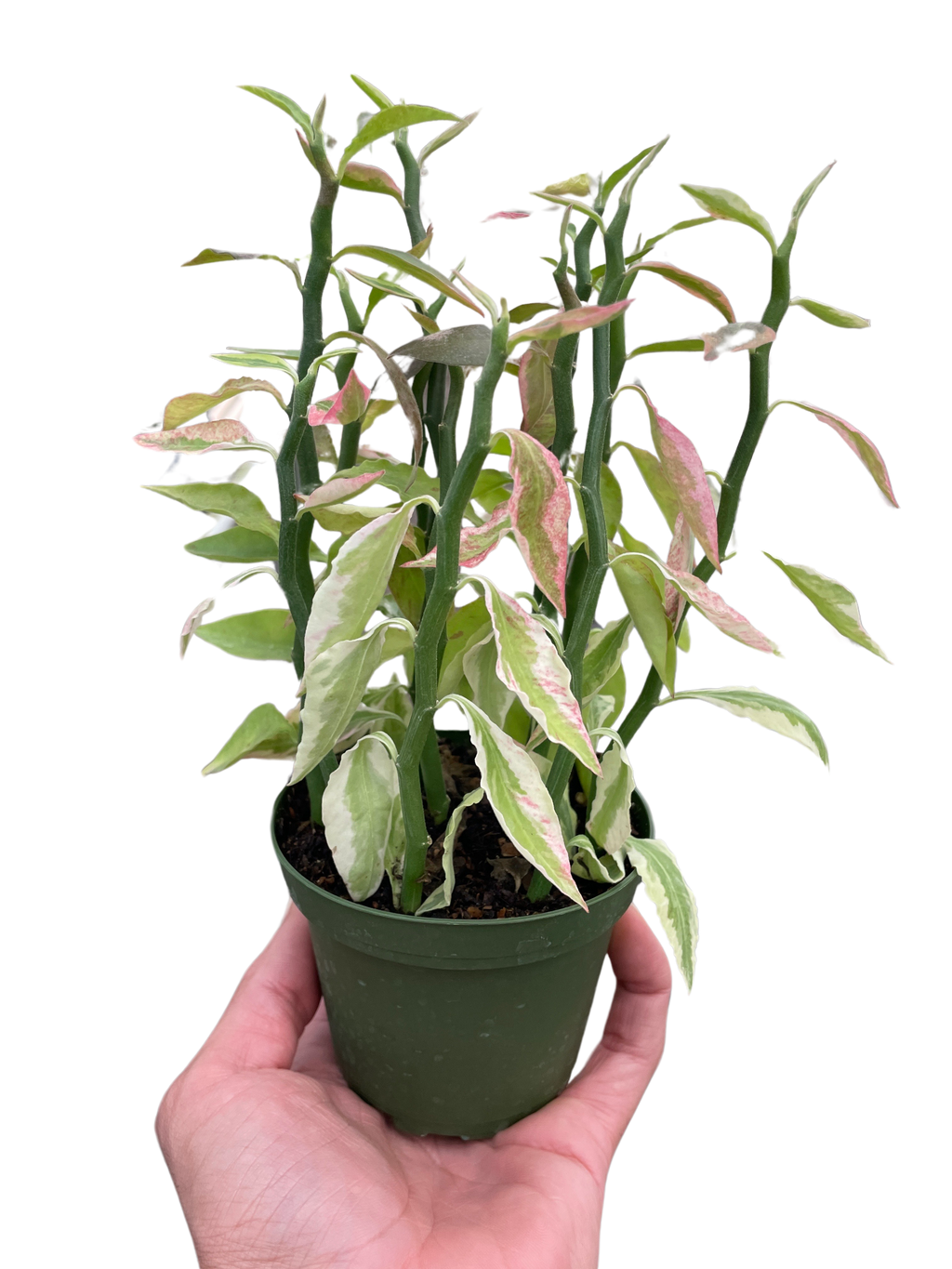 Variegated Devil's Backbone Euphorbia – view 5