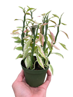 Variegated Devil's Backbone Euphorbia – view 5